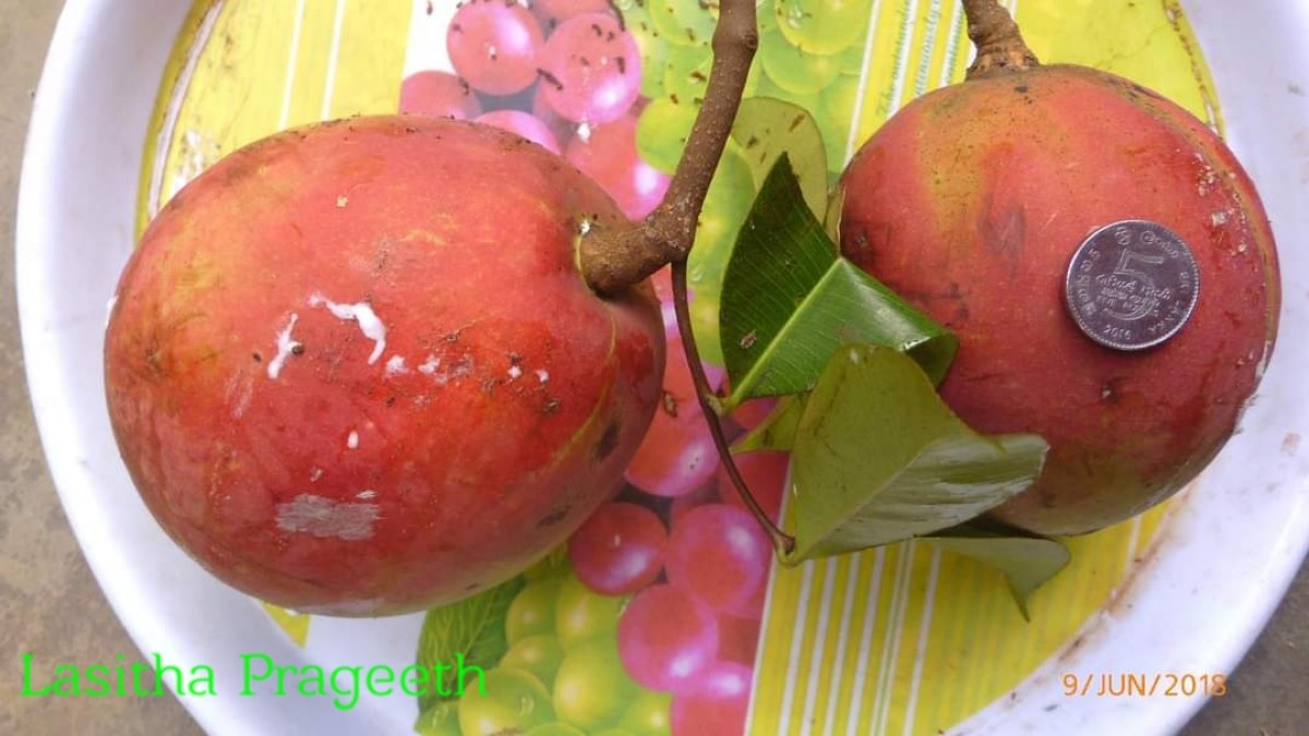 Willughbeia cirrhifera Abeyw.